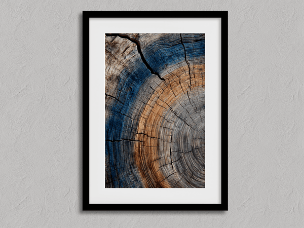 Framed fine art print of tree ring textures in warm browns and cool blues. A striking, timeless piece of nature-inspired wall art.
