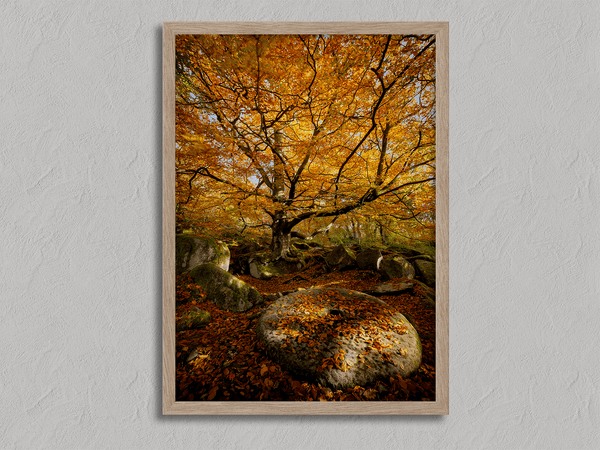 Framed woodland print of autumn roots and mossy millstone. A nature-inspired artwork capturing strength, resilience, and seasonal beauty.