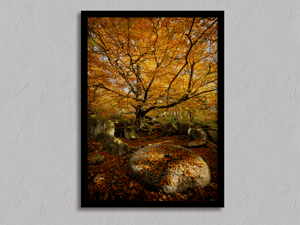 Framed woodland print of autumn roots and mossy millstone. A nature-inspired artwork capturing strength, resilience, and seasonal beauty.