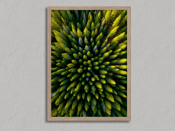 Framed aerial forest print of pine trees in golden light. A fine art wall piece capturing symmetry, balance, and nature’s quiet beauty.