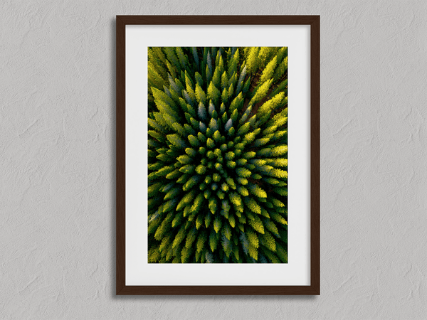 Framed aerial forest print of pine trees in golden light. A fine art wall piece capturing symmetry, balance, and nature’s quiet beauty.