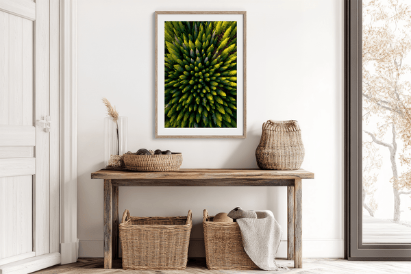 Framed aerial forest print of pine trees in golden light. A fine art wall piece capturing symmetry, balance, and nature’s quiet beauty.