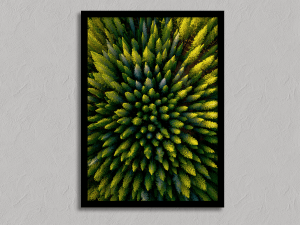Framed aerial forest print of pine trees in golden light. A fine art wall piece capturing symmetry, balance, and nature’s quiet beauty.