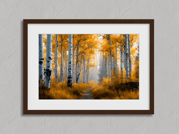 Framed wall art of silver birch trees glowing in golden light. A minimalist woodland print that brings calm and balance.