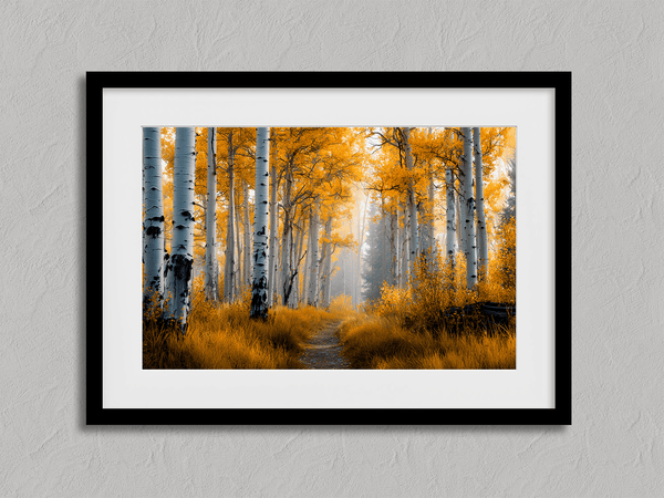 Framed wall art of silver birch trees glowing in golden light. A minimalist woodland print that brings calm and balance.