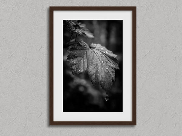 Rain on Leaf II shown in a walnut frame with a white border or mount.