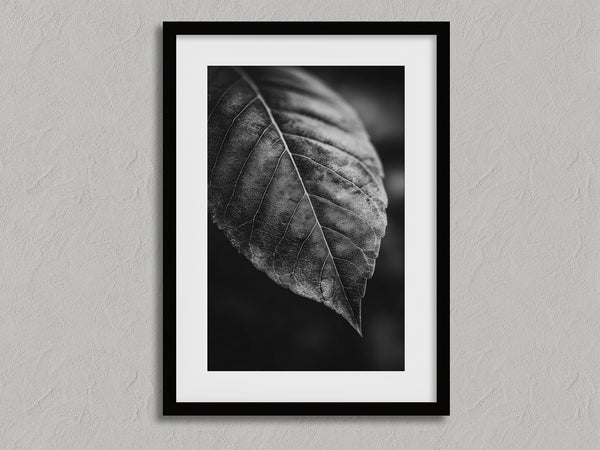 Study in Vein shown in a black frame with a white border or mount.