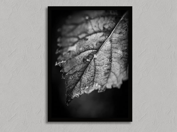 Leaf Study shown in a black frame without a border or mount.