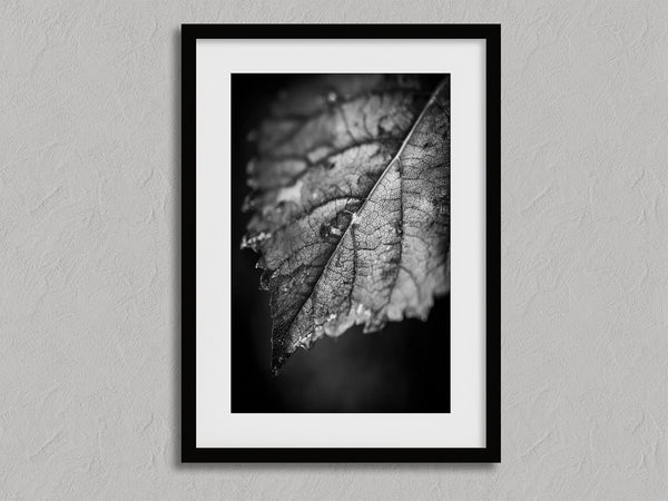 Leaf Study shown in a black frame with a white border or mount.