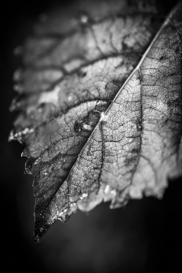 Black and white macro photograph of a weathered leaf with detailed veins and curled edges