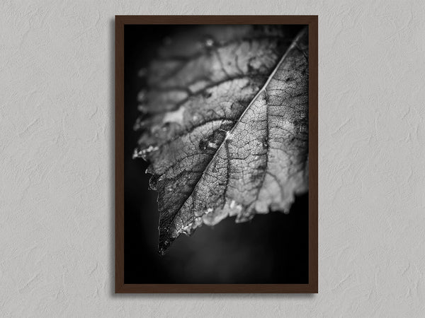 Leaf Study shown in a walnut frame without a border or mount.