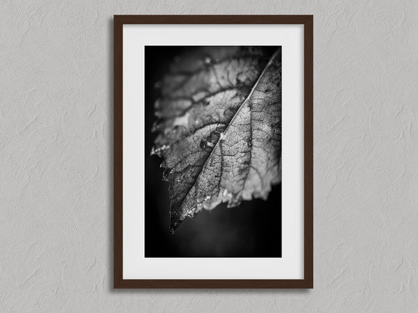 Leaf Study shown in a walnut frame with a white border or mount.