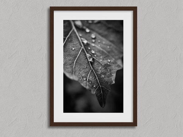 Vein and Rain shown in a walnut frame with a white border or mount.