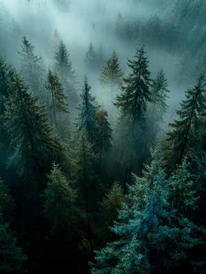 Misty forest with tall trees shrouded in fog. www.AtelierLumin.art. 
