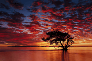 Framed wall art of a solitary ocean tree at sunrise. A serene fine art print capturing dawn’s quiet light over sea and sky.
