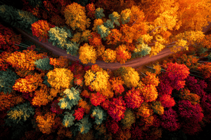 An autumn forest from above in crimson, gold, and flame hues. A vibrant seasonal landscape print. Ready to hang.
