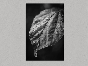 After Rain – Black and White Leaf Wall Art Print, unframed print with no border
