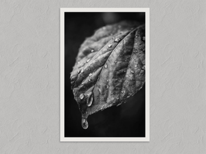 After Rain – Black and White Leaf Wall Art Print, unframed print with a white border