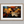 Canvas wall art of autumn leaves in amber, gold, and mahogany with dewdrops. A warm, vibrant seasonal print. Ready to hang.