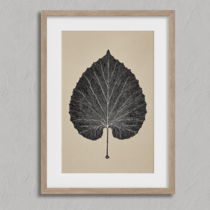 Framed botanical print of a single aspen leaf in fine line art. Minimalist, organic wall decor with timeless natural elegance.