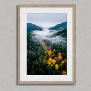 Framed fine art print of a misty valley in fall colours. Red, gold, and evergreen forest hues captured in a vivid autumn woodland scene.