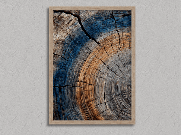 Framed fine art print of tree ring textures in warm browns and cool blues. A striking, timeless piece of nature-inspired wall art.