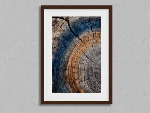 Framed fine art print of tree ring textures in warm browns and cool blues. A striking, timeless piece of nature-inspired wall art.