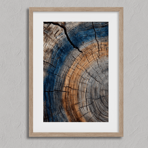 Framed fine art print of tree ring textures in warm browns and cool blues. A striking, timeless piece of nature-inspired wall art.