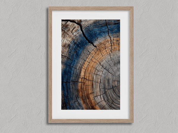 Framed fine art print of tree ring textures in warm browns and cool blues. A striking, timeless piece of nature-inspired wall art.