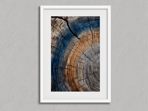 Echoes in the Grain – Tree Ring Wall Art Print in a white frame with a mount