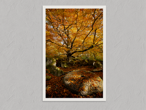 Forest Millstone – Autumn Woodland Wall Art Print, unframed print with a white border
