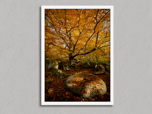 Forest Millstone – Autumn Woodland Wall Art Print in a white frame, no mount