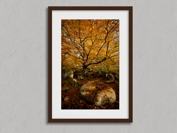 Framed woodland print of autumn roots and mossy millstone. A nature-inspired artwork capturing strength, resilience, and seasonal beauty.