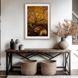 Framed woodland print of autumn roots and mossy millstone. A nature-inspired artwork capturing strength, resilience, and seasonal beauty.