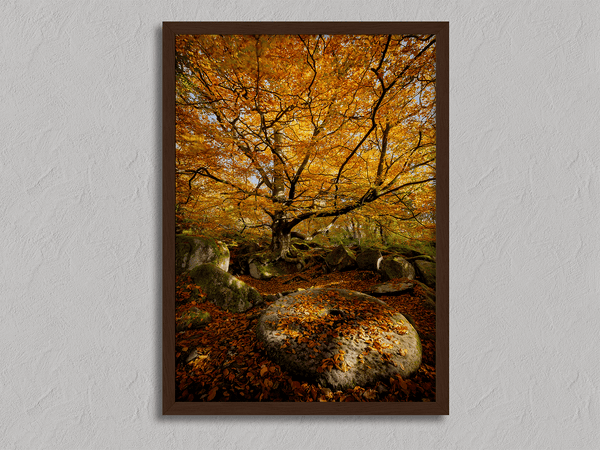 Framed woodland print of autumn roots and mossy millstone. A nature-inspired artwork capturing strength, resilience, and seasonal beauty.