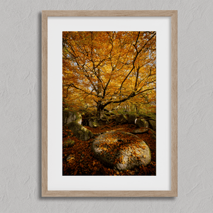 Framed woodland print of autumn roots and mossy millstone. A nature-inspired artwork capturing strength, resilience, and seasonal beauty.