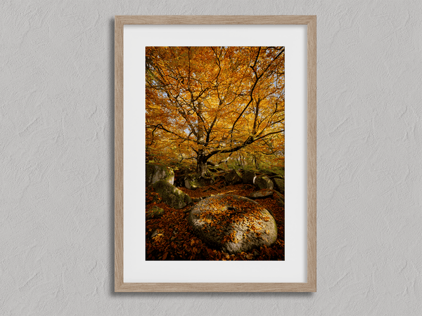 Framed woodland print of autumn roots and mossy millstone. A nature-inspired artwork capturing strength, resilience, and seasonal beauty.