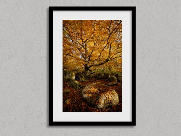 Framed woodland print of autumn roots and mossy millstone. A nature-inspired artwork capturing strength, resilience, and seasonal beauty.