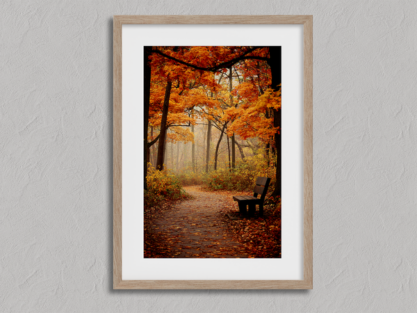 Framed wall art of a golden autumn forest path with light filtering through the trees. A serene woodland print. Ready to hang.