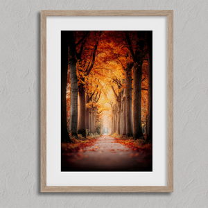 Framed wall art of a tree-lined autumn path beneath golden leaves. A nostalgic woodland print in warm light. Ready to hang.