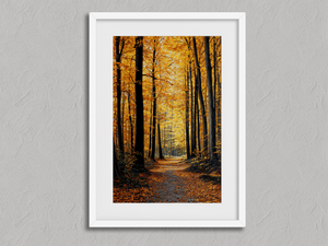 Golden Pathway – Autumn Forest Wall Art Print in a white frame with a mount