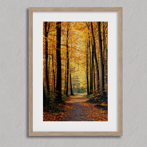 Framed wall art of a golden autumn forest path bathed in amber light. A tranquil seasonal woodland print. Ready to hang.