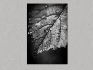 Leaf Study – Black and White Leaf Wall Art Print, unframed print with no border