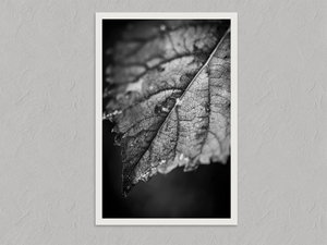 Leaf Study – Black and White Leaf Wall Art Print, unframed print with a white border