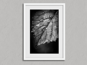 Leaf Study – Black and White Leaf Wall Art Print in a white frame with a mount