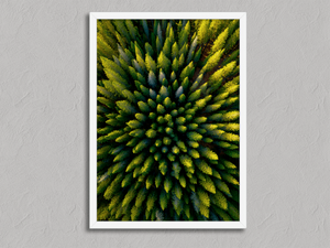 Pine Radiance – Aerial Forest Wall Art Print in a white frame, no mount