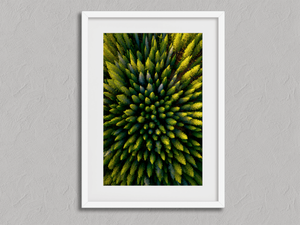 Pine Radiance – Aerial Forest Wall Art Print in a white frame with a mount