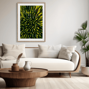 Framed aerial forest print of pine trees in golden light. A fine art wall piece capturing symmetry, balance, and nature’s quiet beauty.