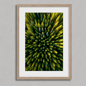 Framed aerial forest print of pine trees in golden light. A fine art wall piece capturing symmetry, balance, and nature’s quiet beauty.