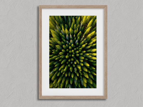 Framed aerial forest print of pine trees in golden light. A fine art wall piece capturing symmetry, balance, and nature’s quiet beauty.